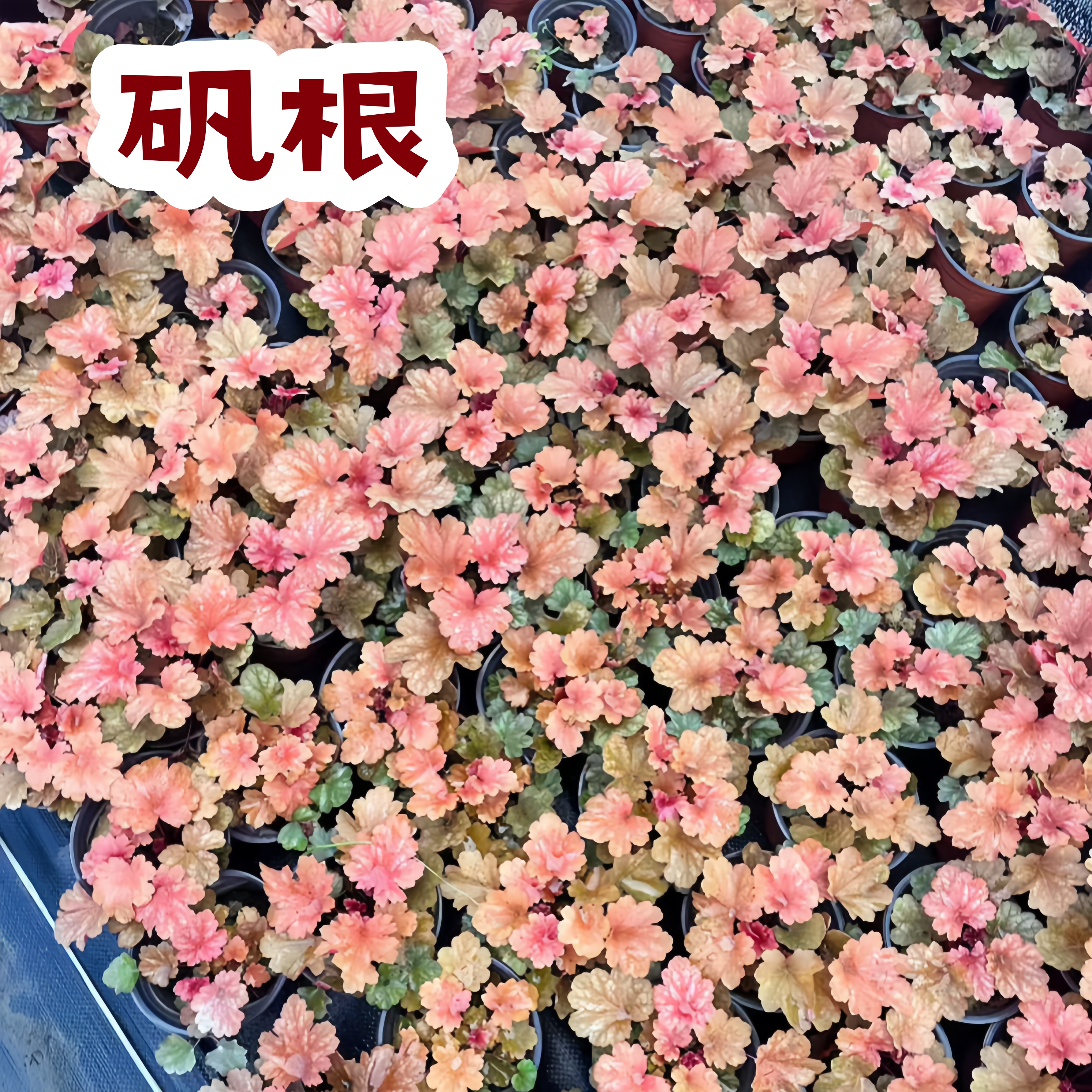 矾根花苗盆栽室外观叶植物批发