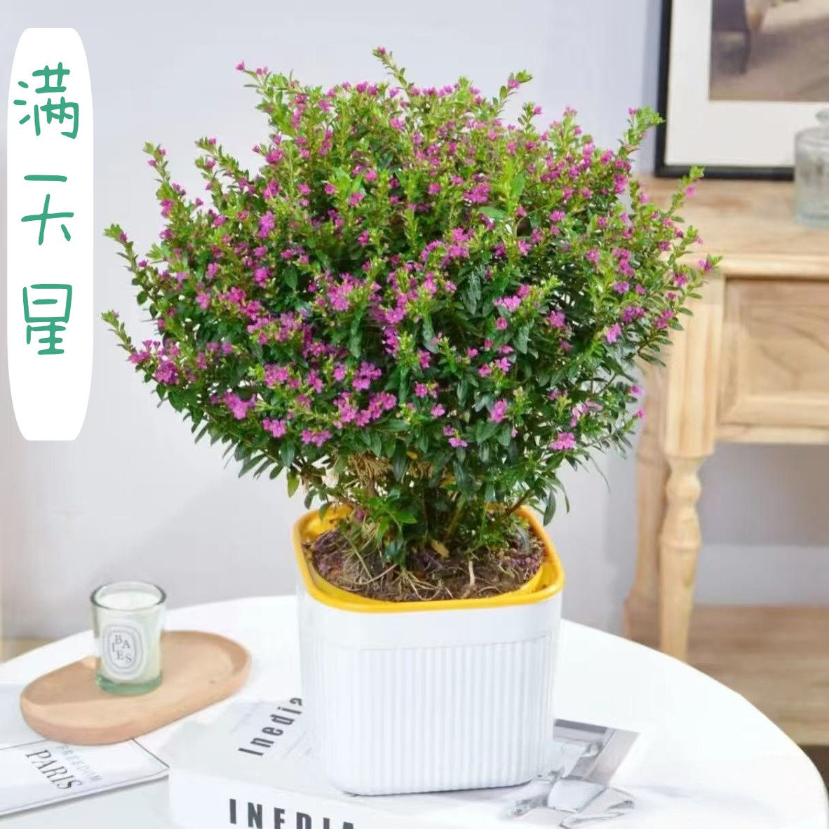 满天星花苗盆栽地栽易活