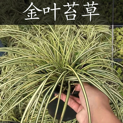 金叶苔草菖蒲庭院绿植阳造景盆栽