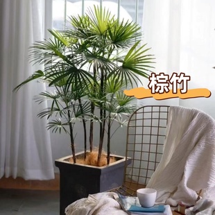 小叶金山棕竹水培棕竹盆栽大型室内竹子耐寒观叶绿植花镜搭配植物