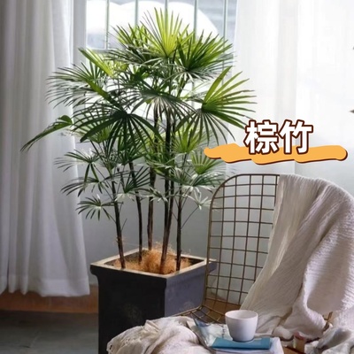 小叶金山棕竹水培绿植