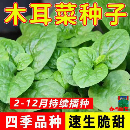 大叶木耳菜种子四季阳台盆栽