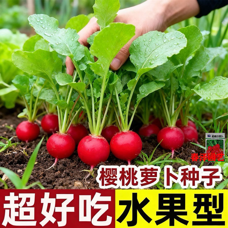 水果樱桃萝卜种子红白小萝卜耐热寒四季阳台盆栽高产蔬菜种子大全