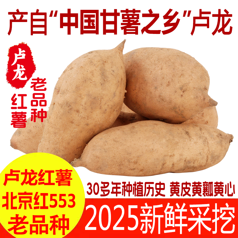 老品种北京553红薯产地卢龙直发