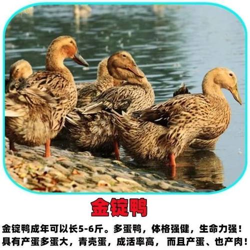 宠物鸭批发家养土鸭大种麻鸭绿头鸭正宗绿壳蛋鸭旱地鸭幼苗