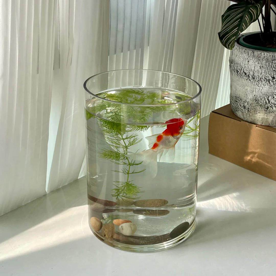 高透玻璃桌面迷你鱼缸小型造景生态缸观赏鱼创意水培绿植办公摆件