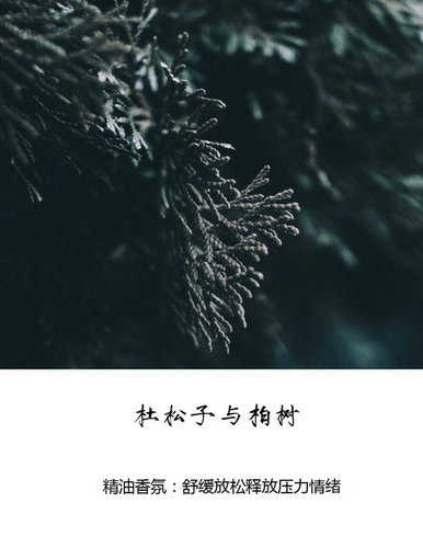《杜松子与柏树》松子 松林气息 山川河流 自然地呼吸香膏喷雾