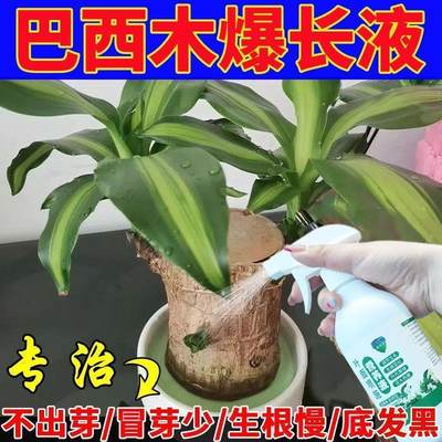 营养液养花专用通用巴西木发芽专用液巴西木营养液专用水养巴西木