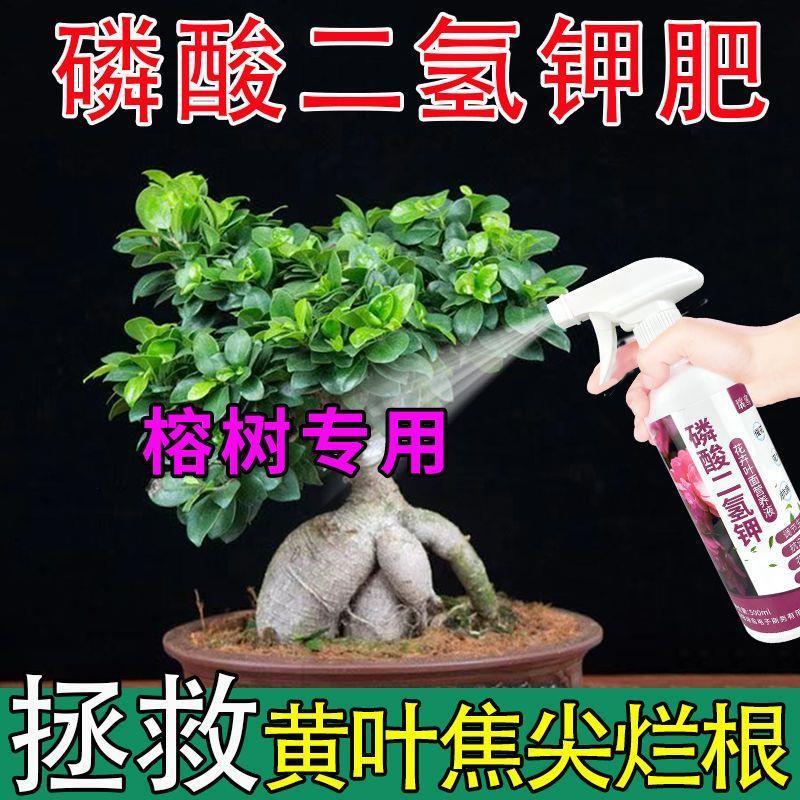 生根药水营养液小榕树营养液专用肥专治黄叶掉叶腐酸性植物活力素