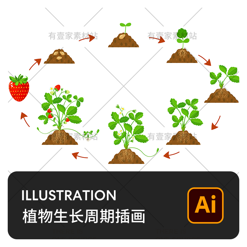 玉米生长过程步骤图图片