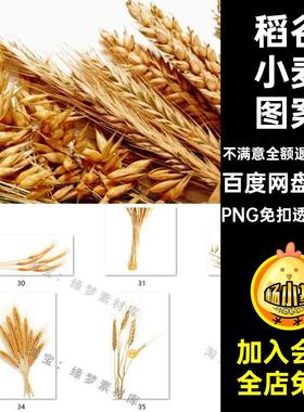 麦穗小麦大米稻谷金色绿色边框米手绘卡通PS图片png元素素材