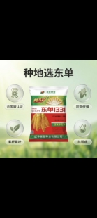 东单1331玉米种子抗锈病抗倒伏春播夏播南北通种抗高温6000粒