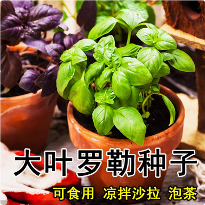 大叶罗勒种子盆栽可食用蔬菜香草种菜籽种大全甜罗勒薄荷四季种孑