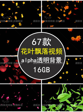 玫瑰花瓣太阳花树叶黄色枫杏叶红粉色飘落alpha透明通道视频素材