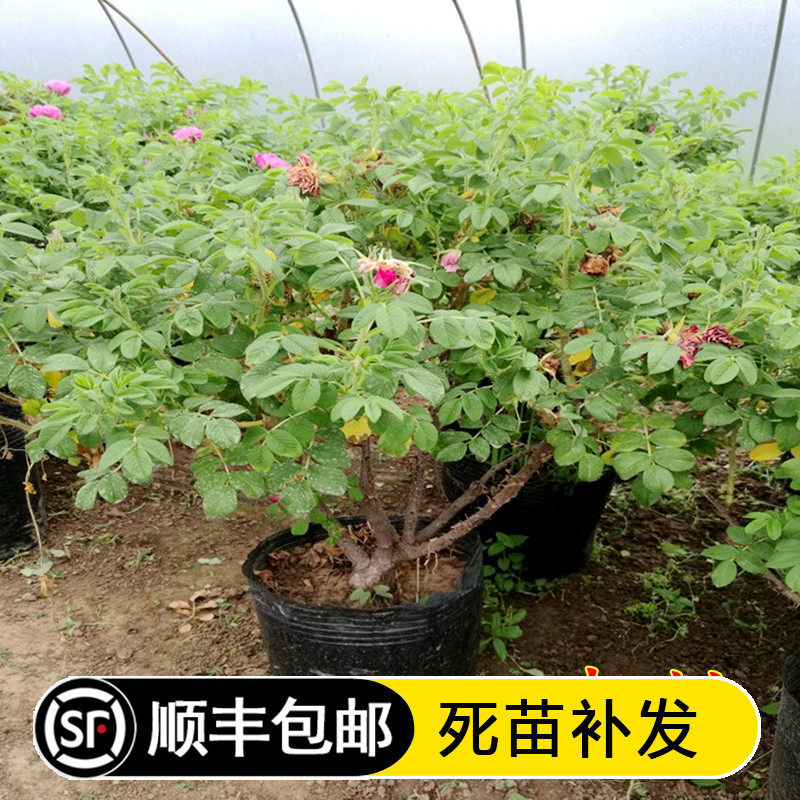 玫瑰月季花苗大马士革当年开花庭院花卉盆栽嫁接平阴多季玫瑰带刺