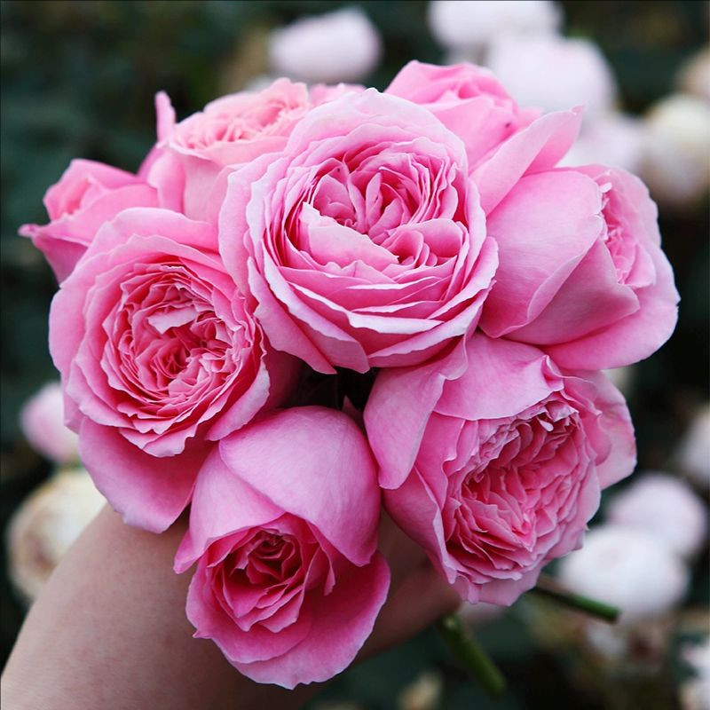 安索菲比克碧月季花苗灌木