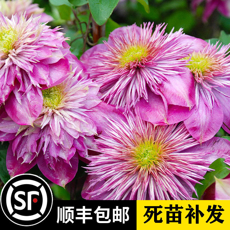 阳台盆栽绿植针瓣皇帝 重瓣针皇铁线莲花苗 庭院藤本爬藤攀援植物