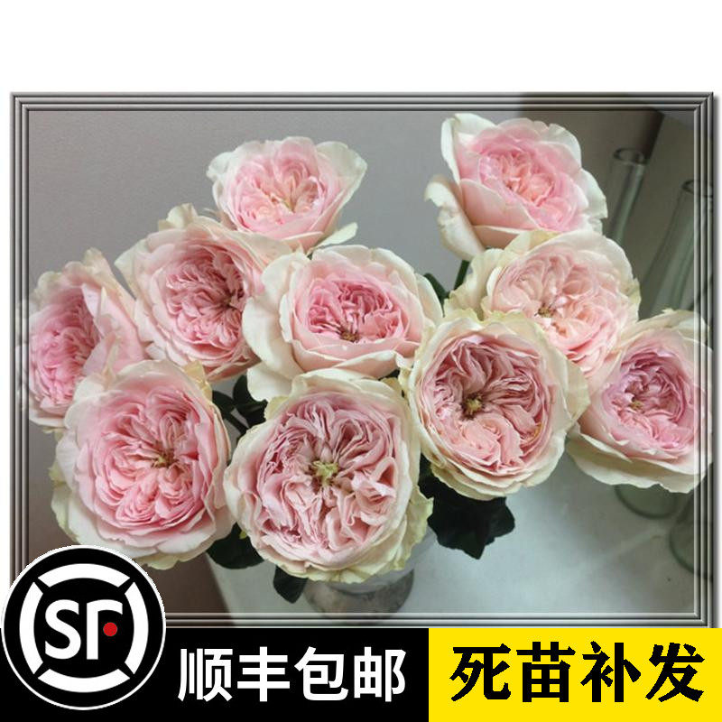 旋律 欧月月季花苗 灌木型月季 多季节开花蔷薇玫瑰花苗