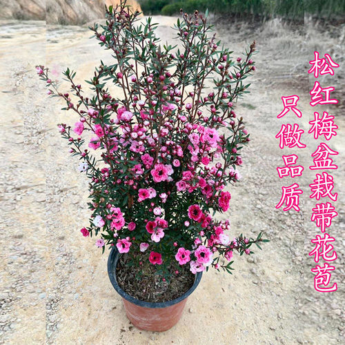 松红梅花卉常年盆栽超长发货好养