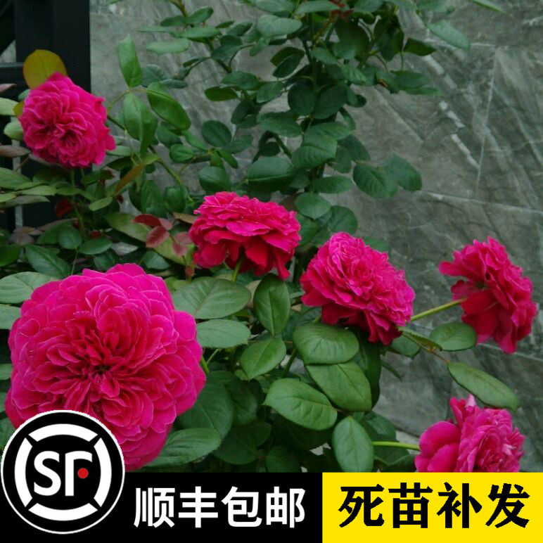 【皇家胭脂】香水月季花大苗阳台庭院大花玫瑰盆栽暗红色包子浓香