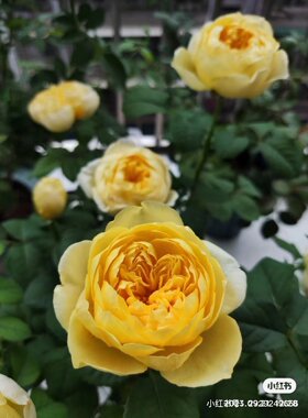 绿植阳台庭院芳香盆栽大花微月