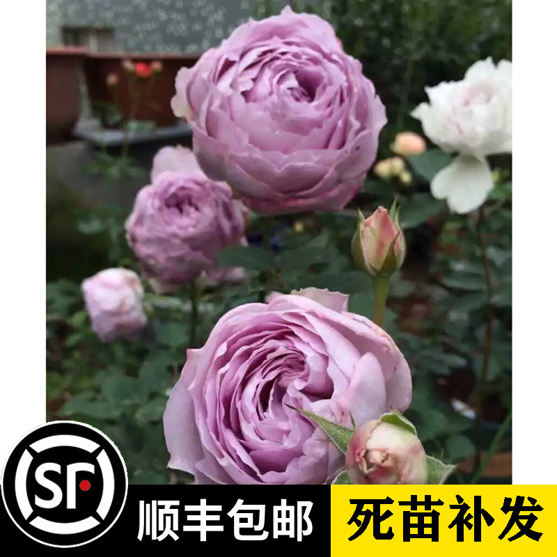 庭院绿植阳台盆栽花卉观花植物 大花灌木月季玫瑰欧月花苗青金石