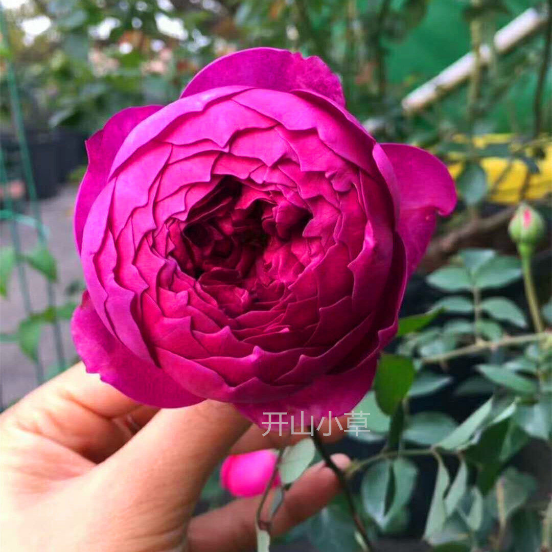 日月 秋日胭脂 大花灌木庭院多季开花绿植盆栽花卉月季花苗玫瑰花