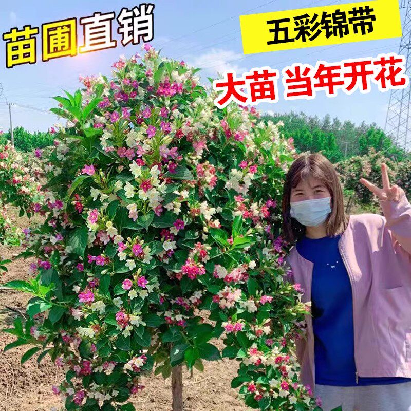 树状五彩锦带花树苗锦带树苗别墅庭院耐寒大型风景盆栽红王子带土