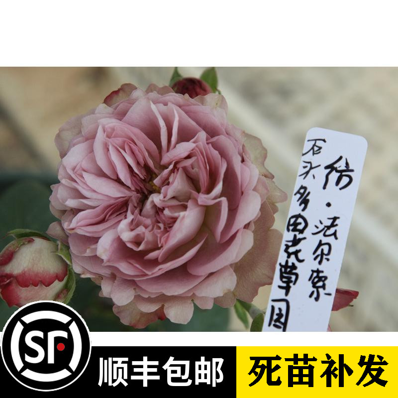 多季开花 杂交茶香月季苗 法尔索 灌木切花月季玫瑰蔷薇花苗