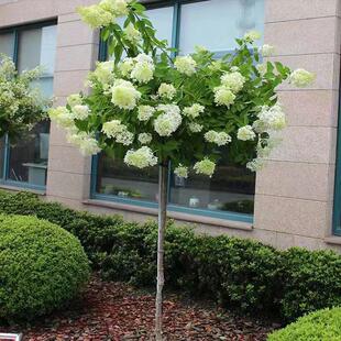 欧洲木绣球玫瑰花树苗别墅庭院地栽耐寒风景树棒棒糖中华木本绣球