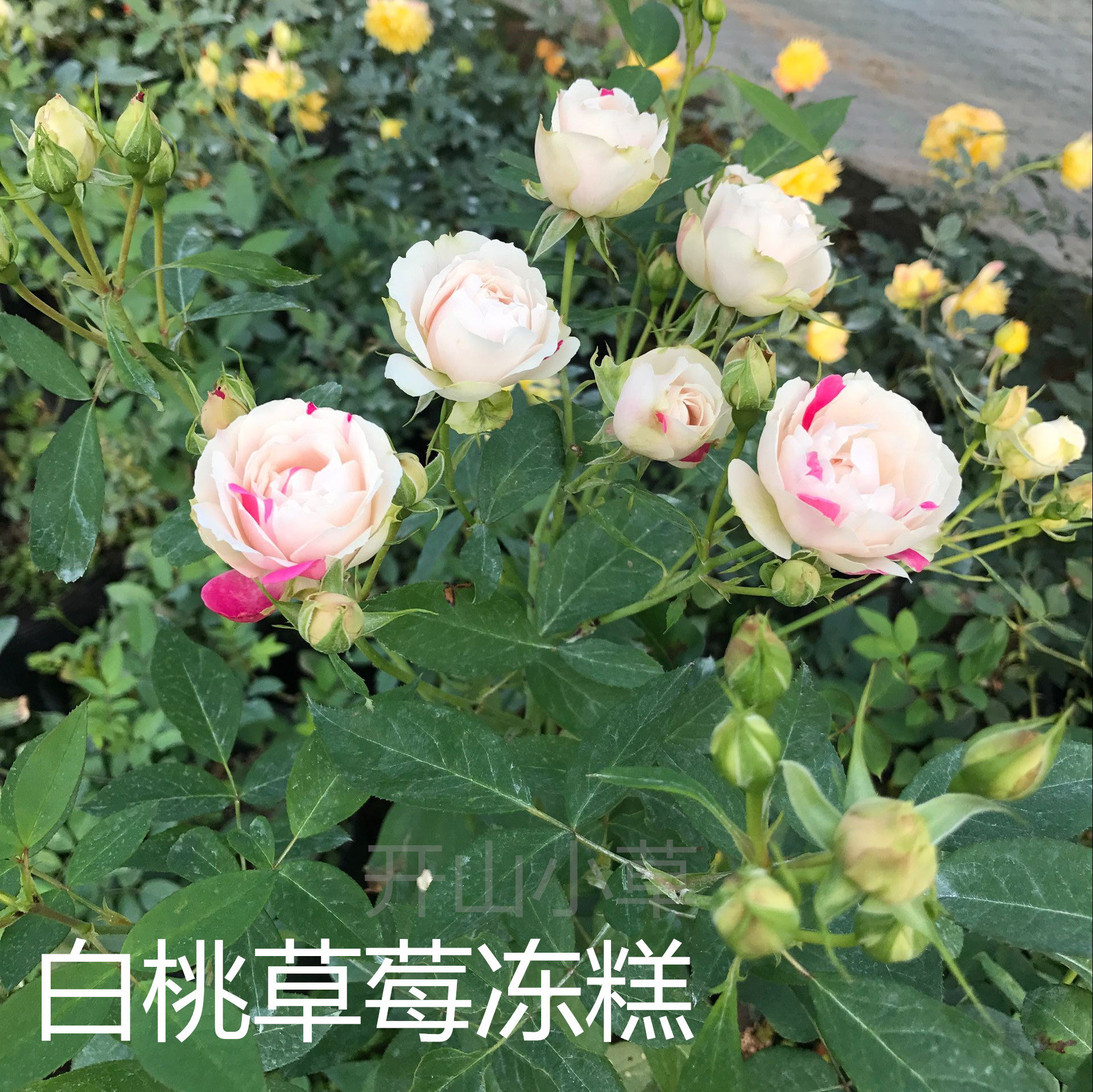日月 白桃草莓冻糕 丰花蔷薇直立多头勤花爬藤玫瑰藤本月季花苗