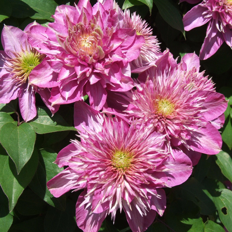 【泽恩】  美景无边 铁线莲 宽皇 宽瓣皇帝凯撒 耐热丰花盆栽阳台