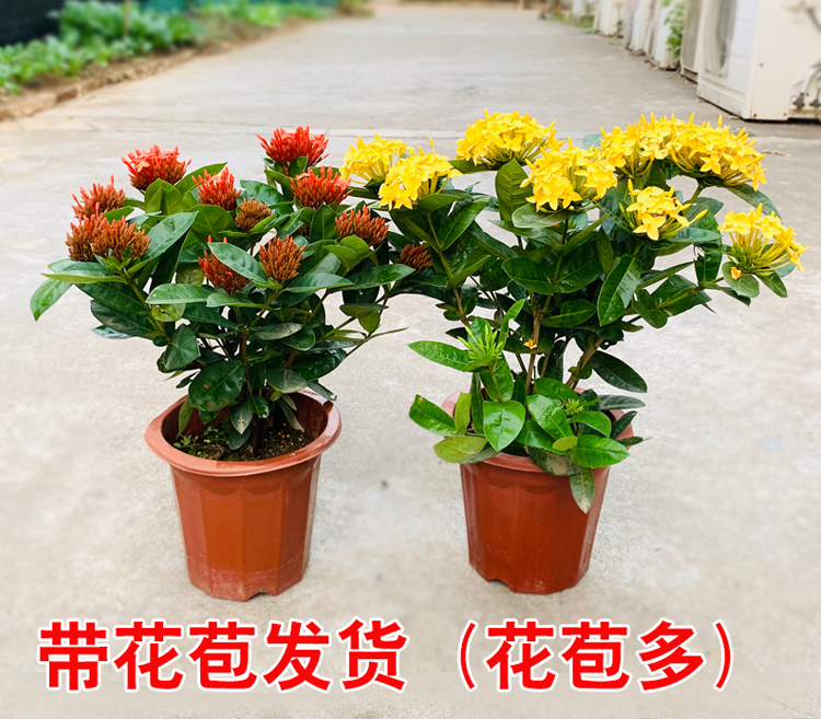 盆栽龙船花绿植阳台花卉绿植