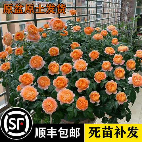 月季大苗带花盆栽玫瑰