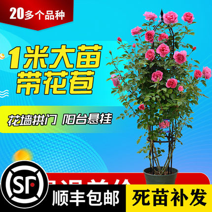 多季蔷薇花苗藤本月季大苗庭院爬藤植物浓香欧月玫瑰阳台花卉盆栽