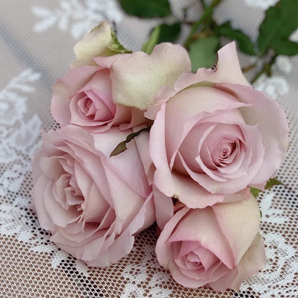 日月深海狂想曲 月季花苗 梦幻的淡紫色 大花高杯切花 玫瑰多季花