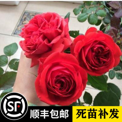 红苹果月季大苗盆栽大花灌木
