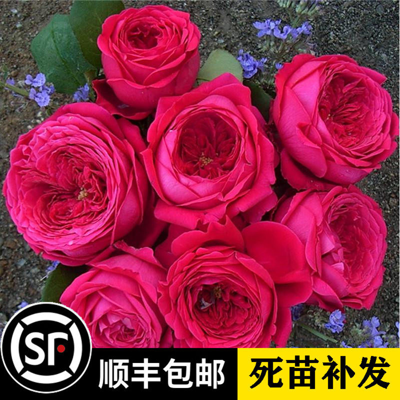 双人芭蕾 pas de deux 新品月季花苗 切花玫瑰大花盆栽 多季开花
