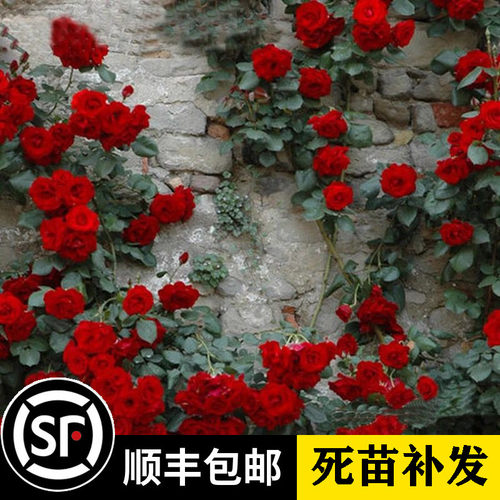 小女孩月季开花蔷薇阳台庭院爬藤