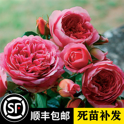 灌木阳台花卉庭院欧洲月季包邮