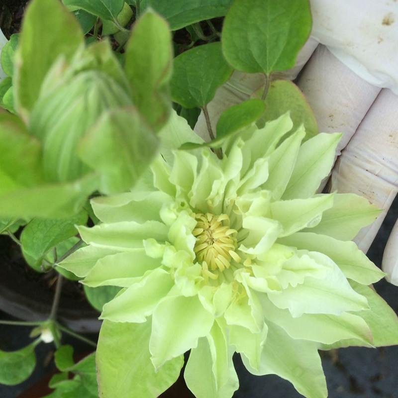 阳台盆栽绿植 美登丽 铁线莲花苗 大花重瓣 庭院藤本爬藤攀援植物