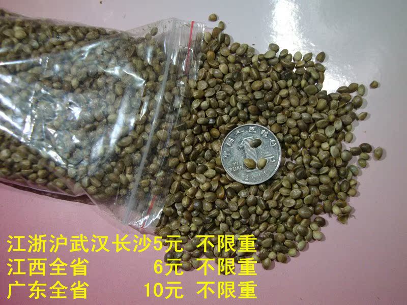 全國包郵松鼠零食麻子倉鼠最愛金絲熊松鼠亮毛愛火麻仁500克