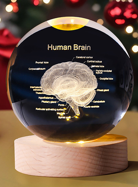 创意3D内雕大脑水晶球骨骼结构牙齿解剖模型桌面摆件学生装饰礼物