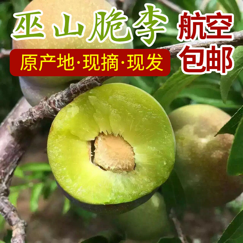 重慶特產新鮮水果巫山脆李四川李子土青脫骨李子現摘現發航空包郵