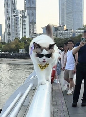 网红同款猫咪墨镜项链欧美复古眼镜狗狗小型幼犬拍照道具宠物配饰