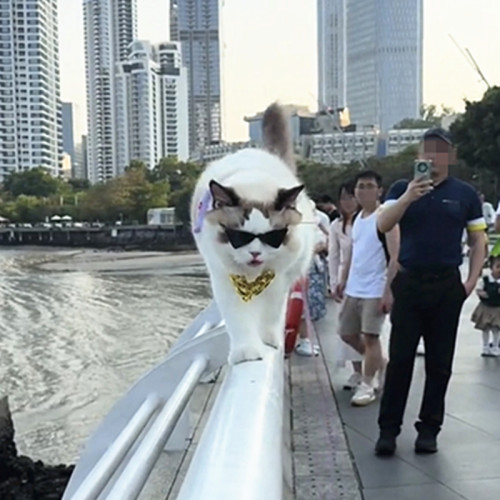 网红同款猫咪墨镜项链欧美复古眼镜狗狗小型幼犬拍照道具宠物配饰