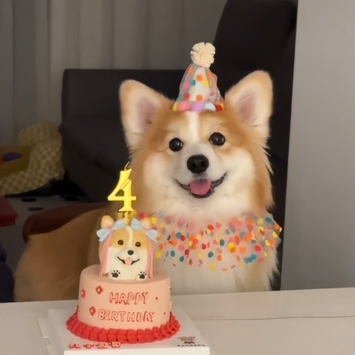 狗狗生日帽可爱过生日围嘴柯基配饰套装猫围脖肚兜口水巾宠物配饰
