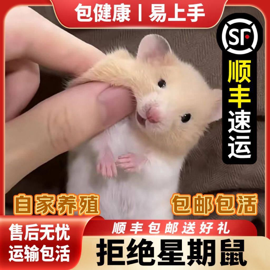【顺丰包邮】小仓鼠宠物家养金丝熊米熊活物活体银狐布丁公婆包活