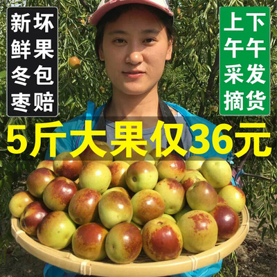 [山东沾化冬枣新鲜大枣应当季水果鲜枣现摘青红枣5斤冰糖东枣包邮]