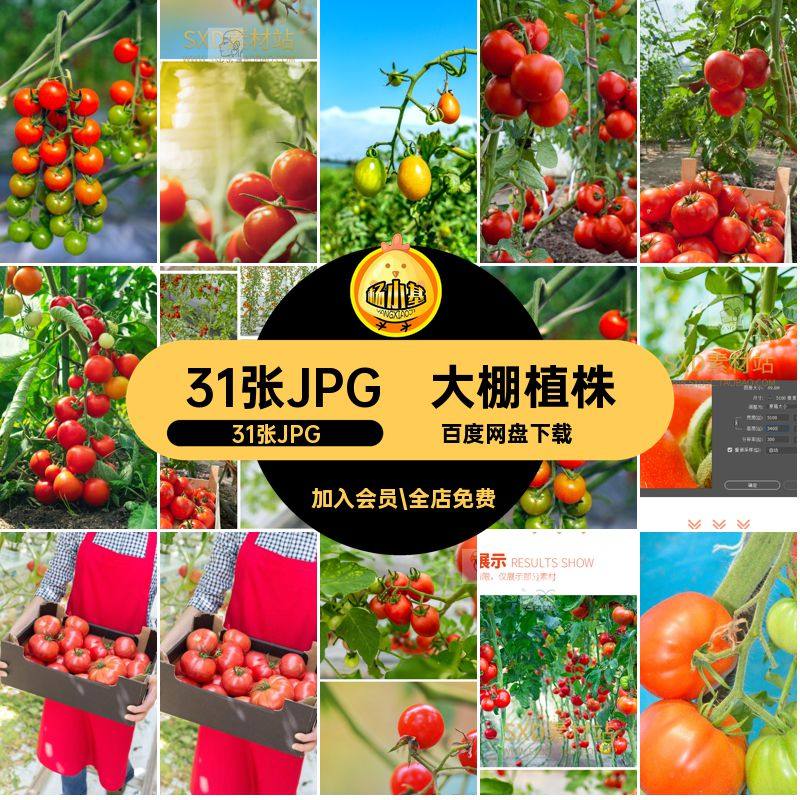 大棚果酱31张JPG小素材图片大棚西红柿照片蔬菜蔬菜圣女植株蔬菜,商务/设计服务,设计素材/源文件,淘宝优惠券,粉丝福利购,淘宝优惠卷